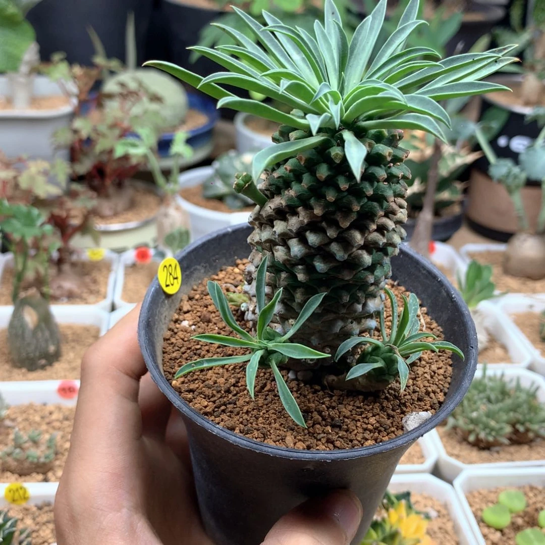 铁甲麒麟多肉带盆