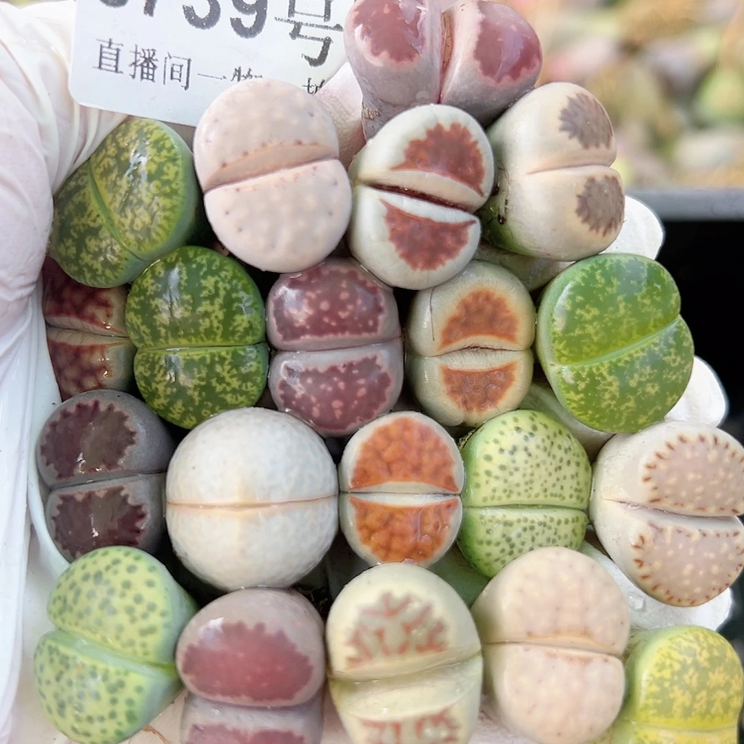 8739 好养易活生石花大母本20个1.5-2cm开播福利