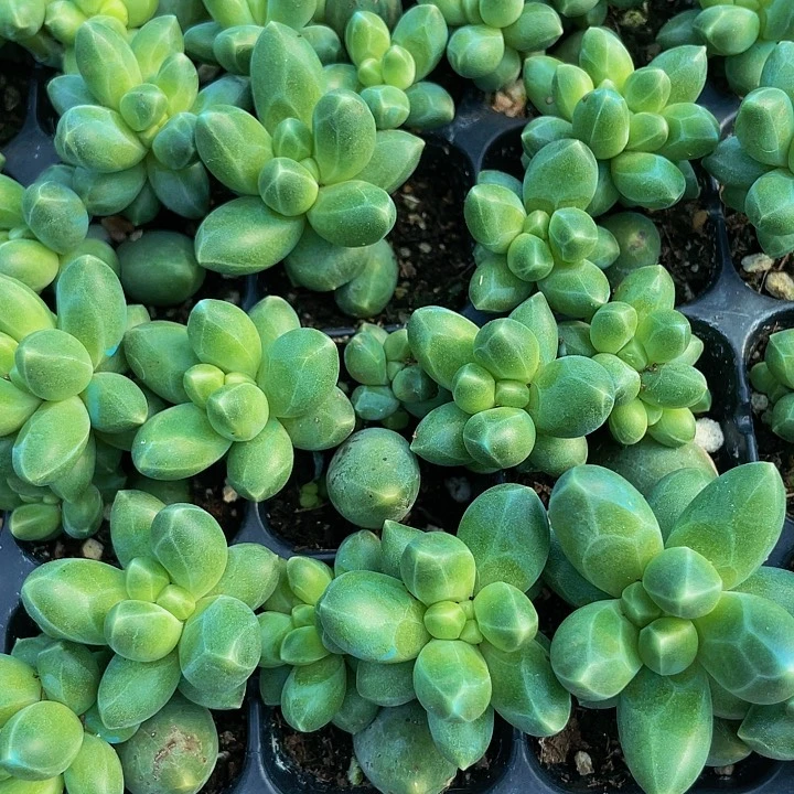 小千代田1元带土发