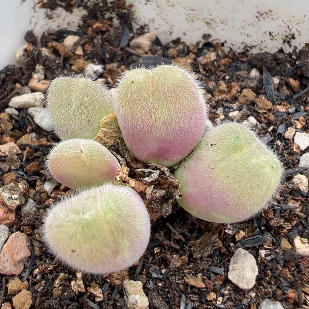 127多肉植物百科毛翠滴