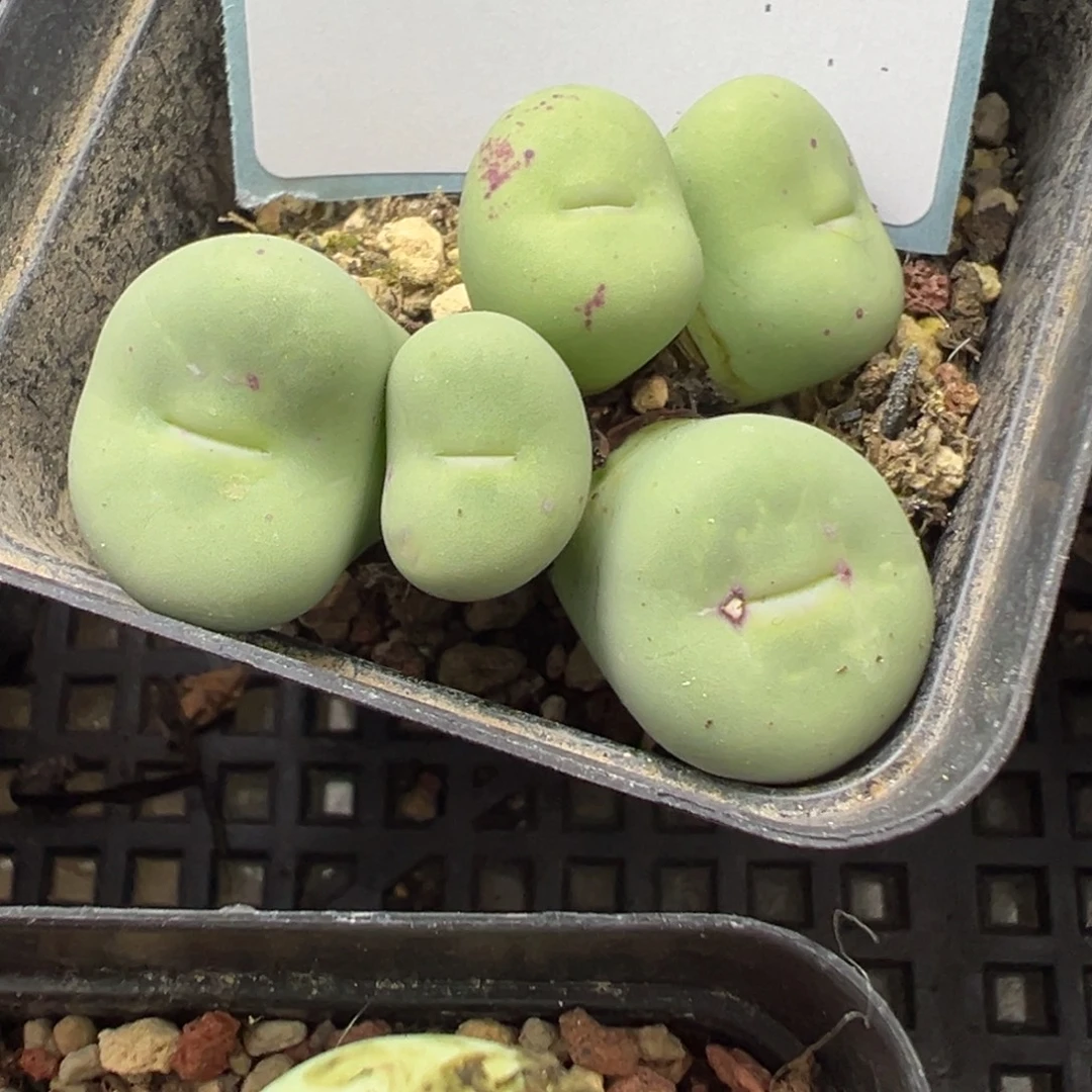 24-145肉锥多肉植物