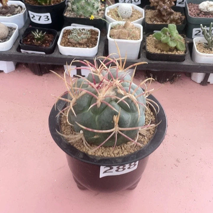 288高木绯冠龙仙人球