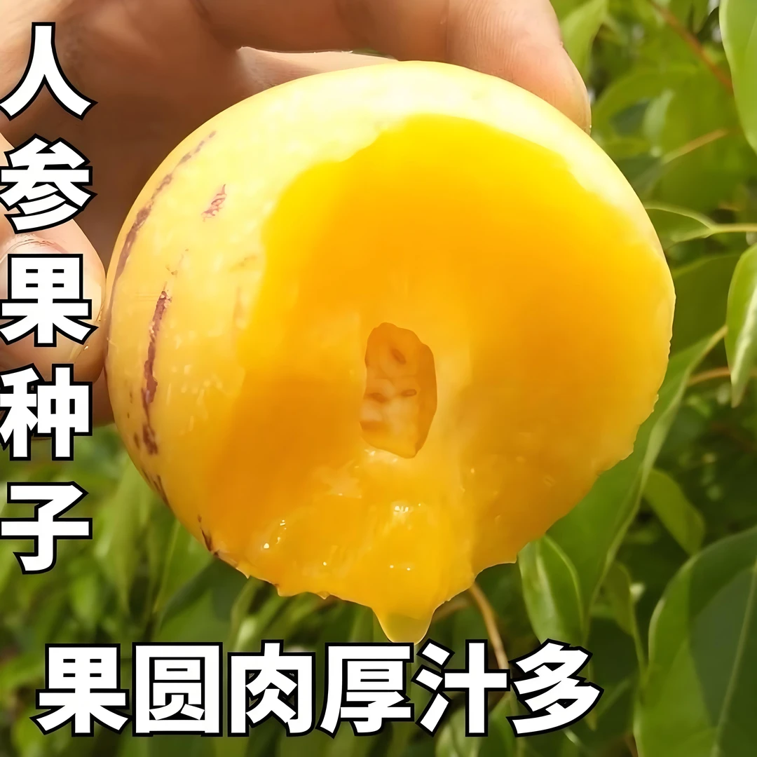 【人参果种子】家庭阳台小院四季种植盆栽地栽易种易活