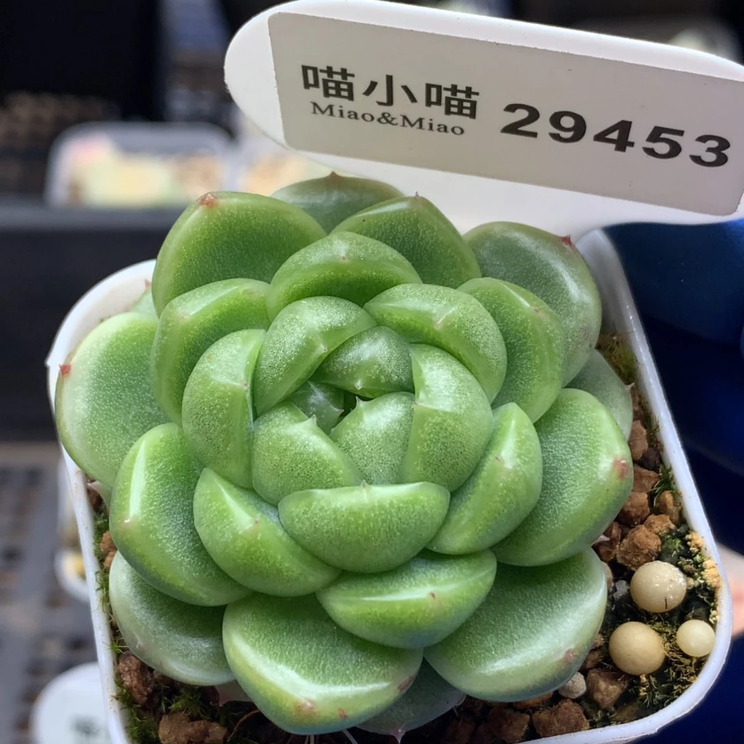 多肉植物杂交珍妮