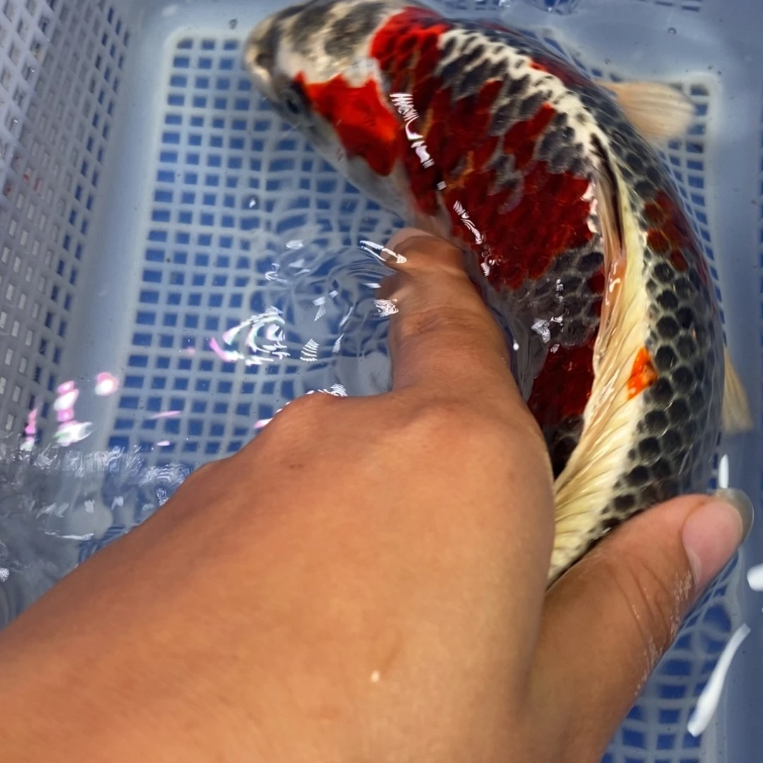 锦鲤开衩介意勿拍