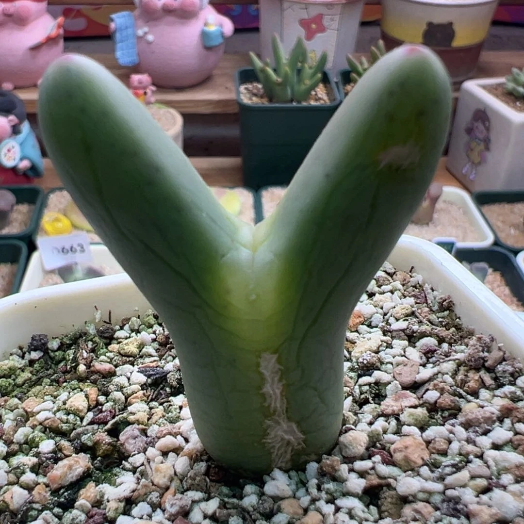 945。优选0136皮卡丘。大型