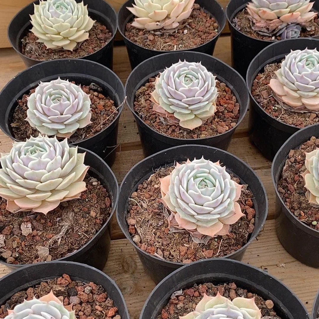 65露娜莲单头，多肉植物