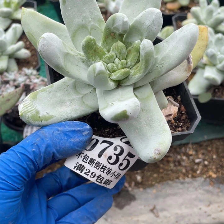 735号拇指多肉植物