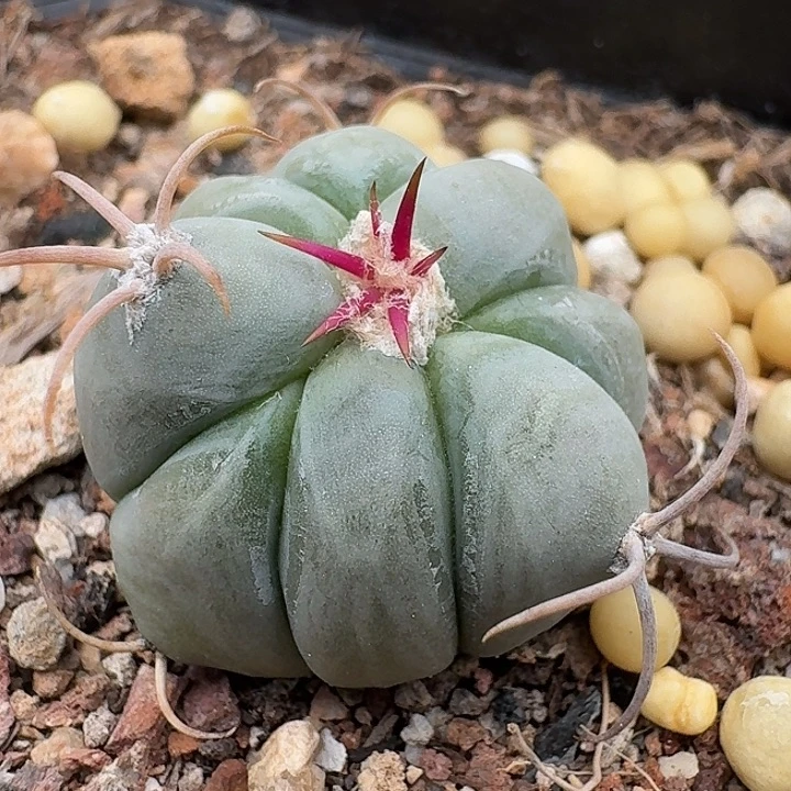 平丸实生仙人球多肉