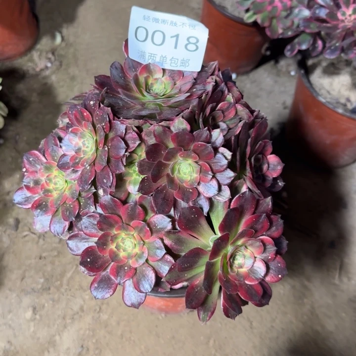 0018安娜多肉植物