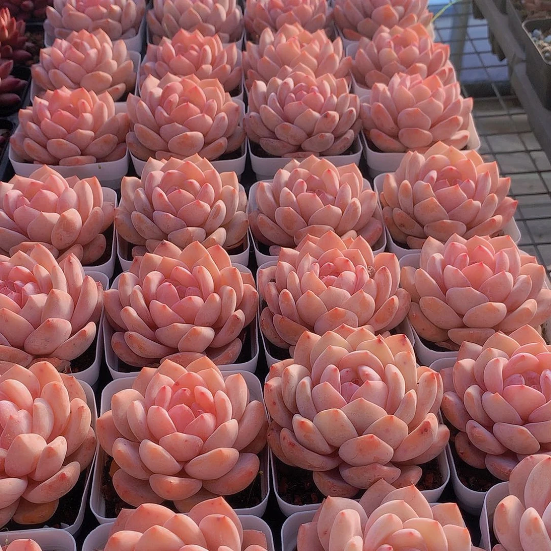 天使橙13467899900