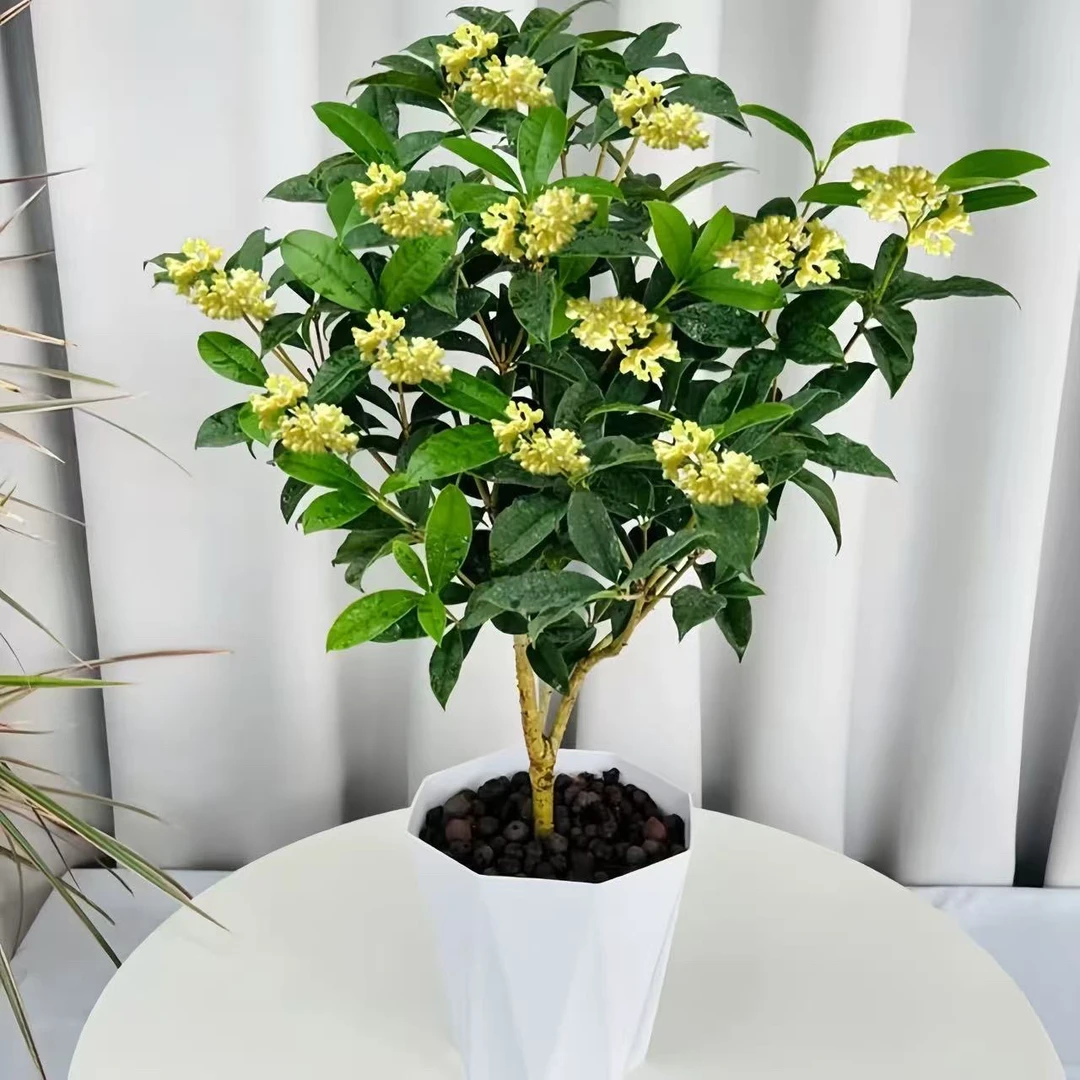 四季桂花盆栽开花带香味有小花苞耐寒适合庭院种植的花卉植物