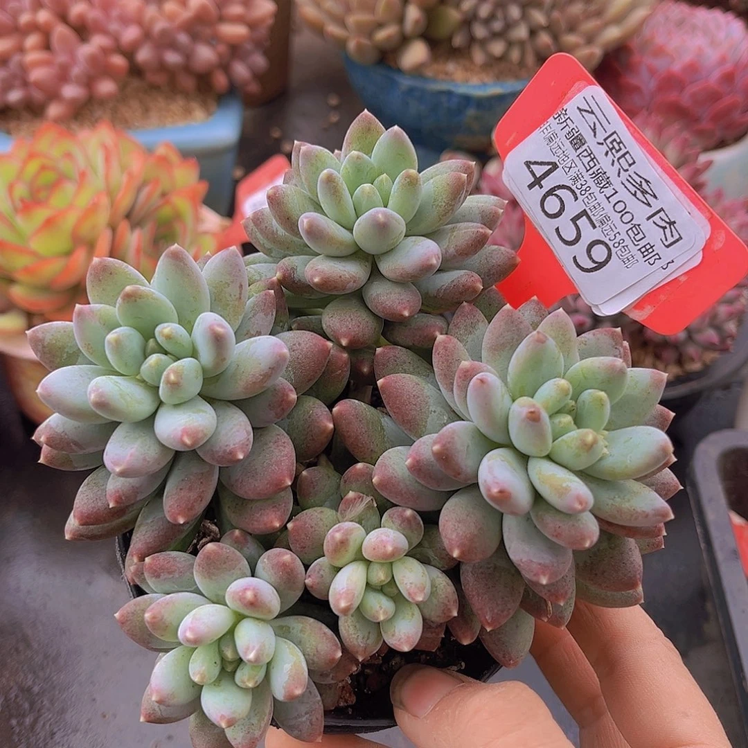 4659星月菩提多肉植物