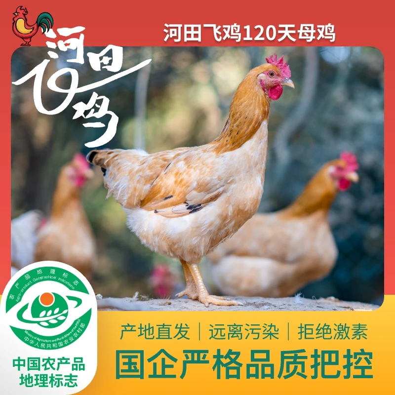 河田飞鸡河田鸡农家散养120天900g母鸡鲜美食安杨土鸡烧烤食材