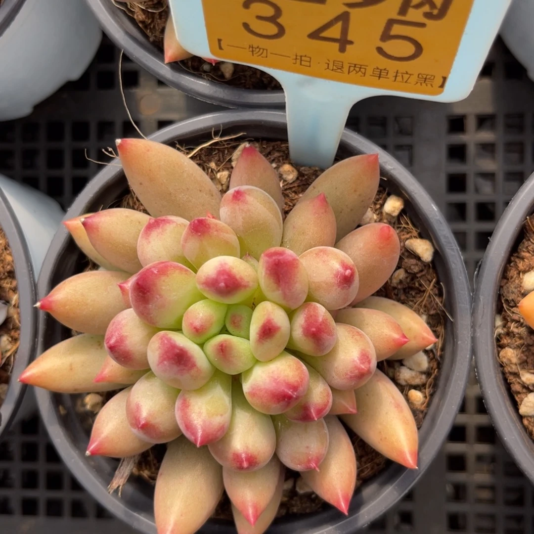 云尘多肉一物一拍345