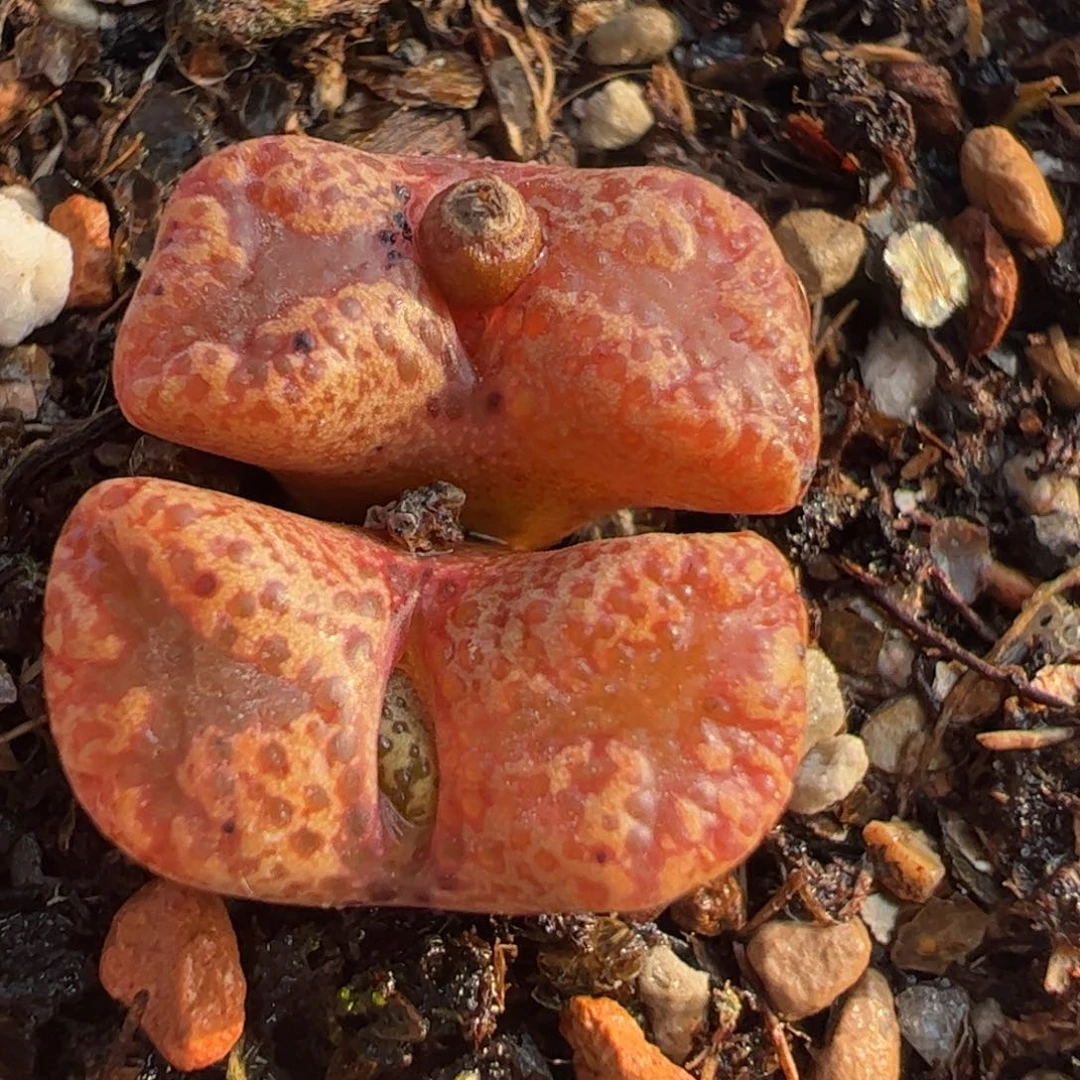 粉蝴蝶多肉植物百科