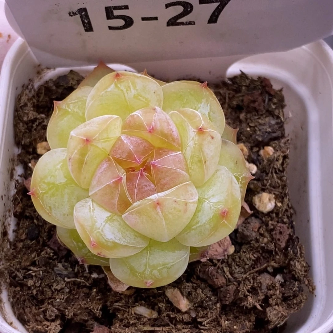 【闪购商品】15-27