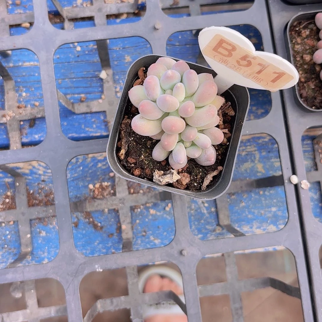 B511溜溜球一物一拍
