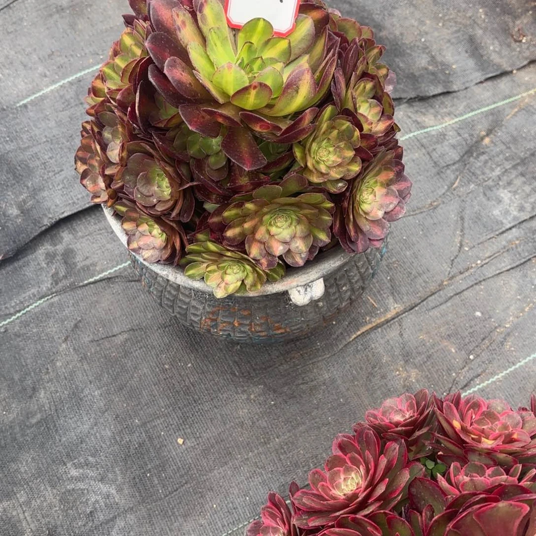 花好月又圆1234518294