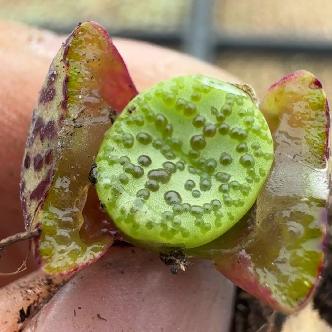 259泡泡安贞5568899999