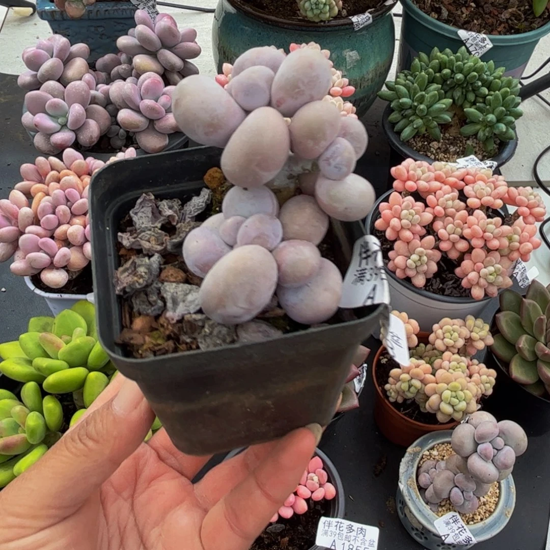 1808芭比奶酪5cm多肉