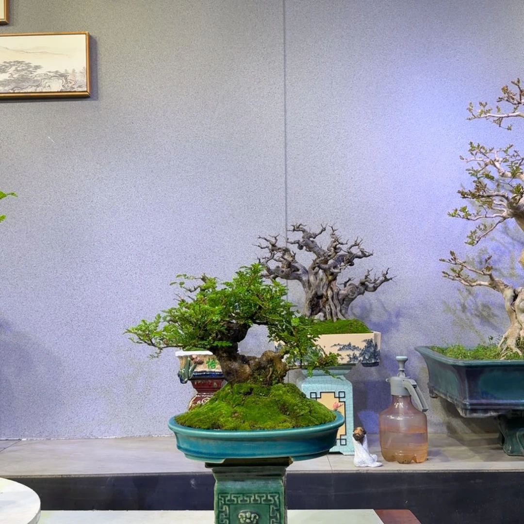 胡椒木盆景盆景880