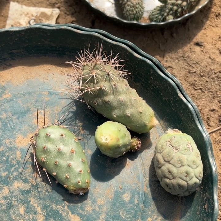 印度红三个习志野球