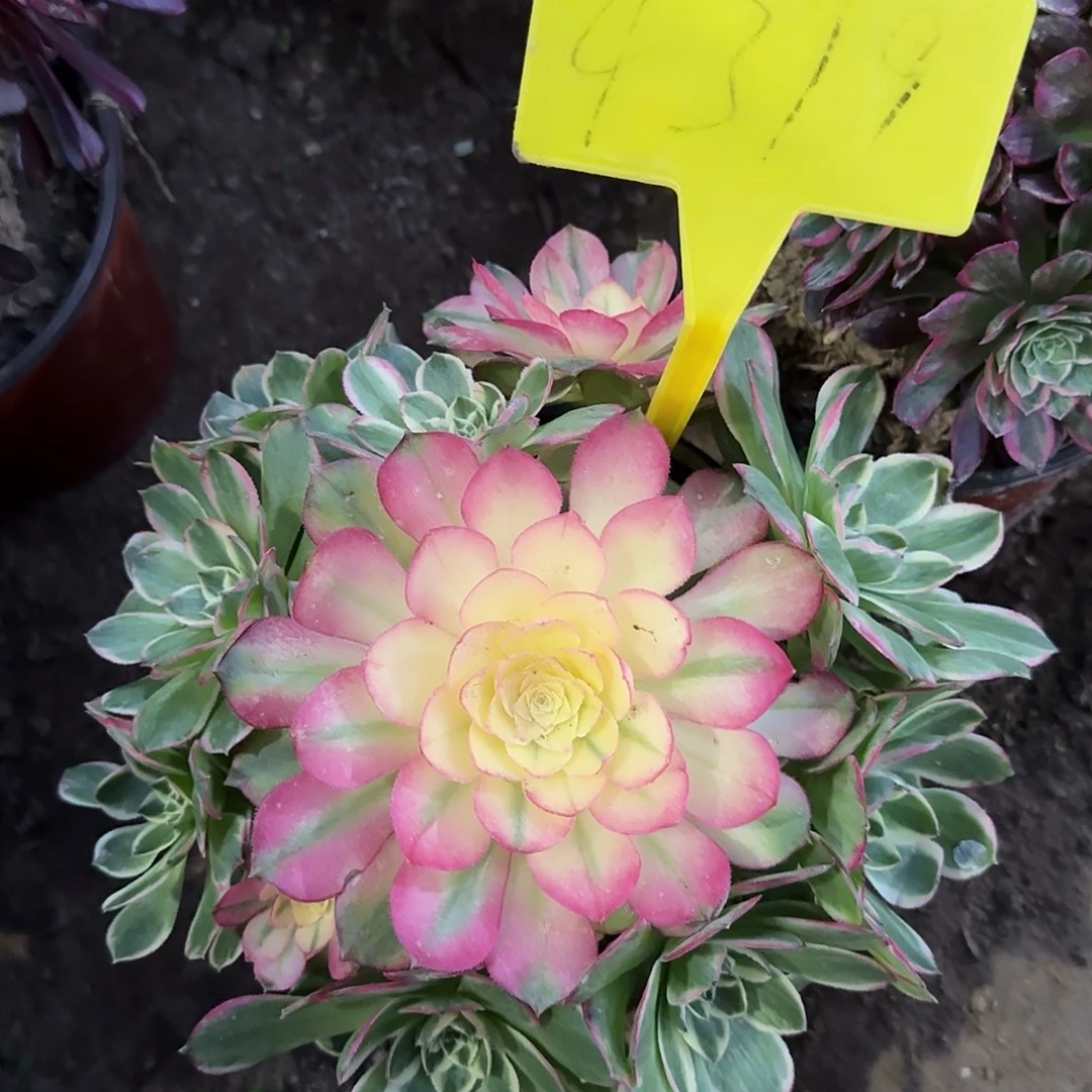 4319--海王多肉植物