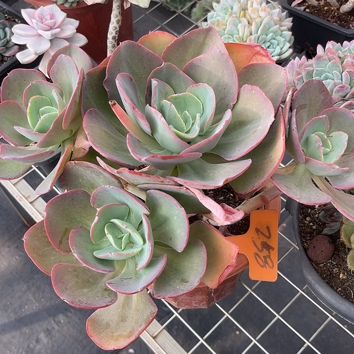 两单包邮，一物一拍沙期玛258