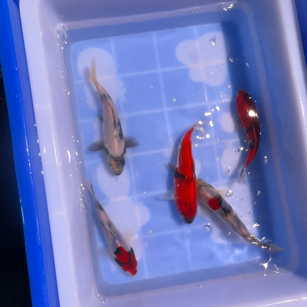 锦鲤精品锦鲤热卖中