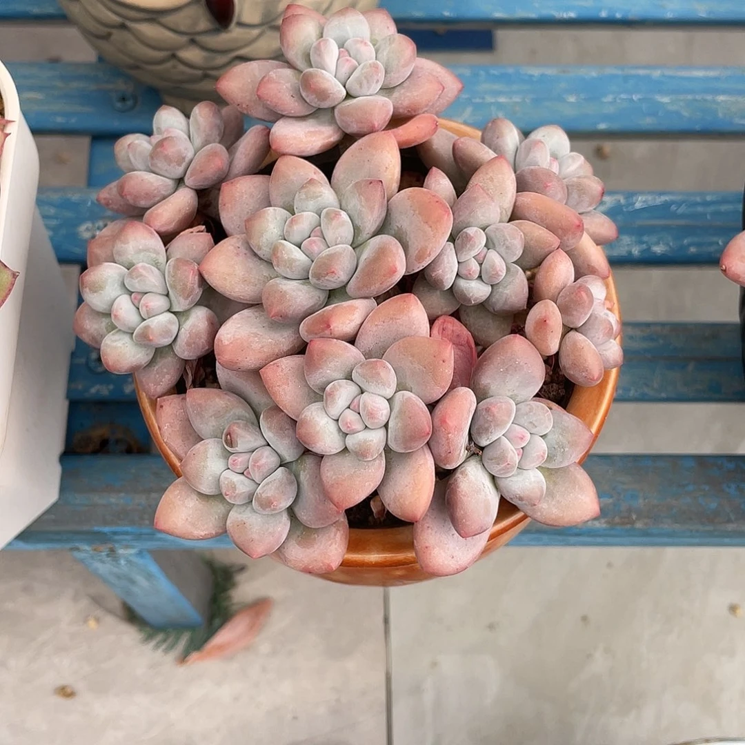 往后余生香水脱土