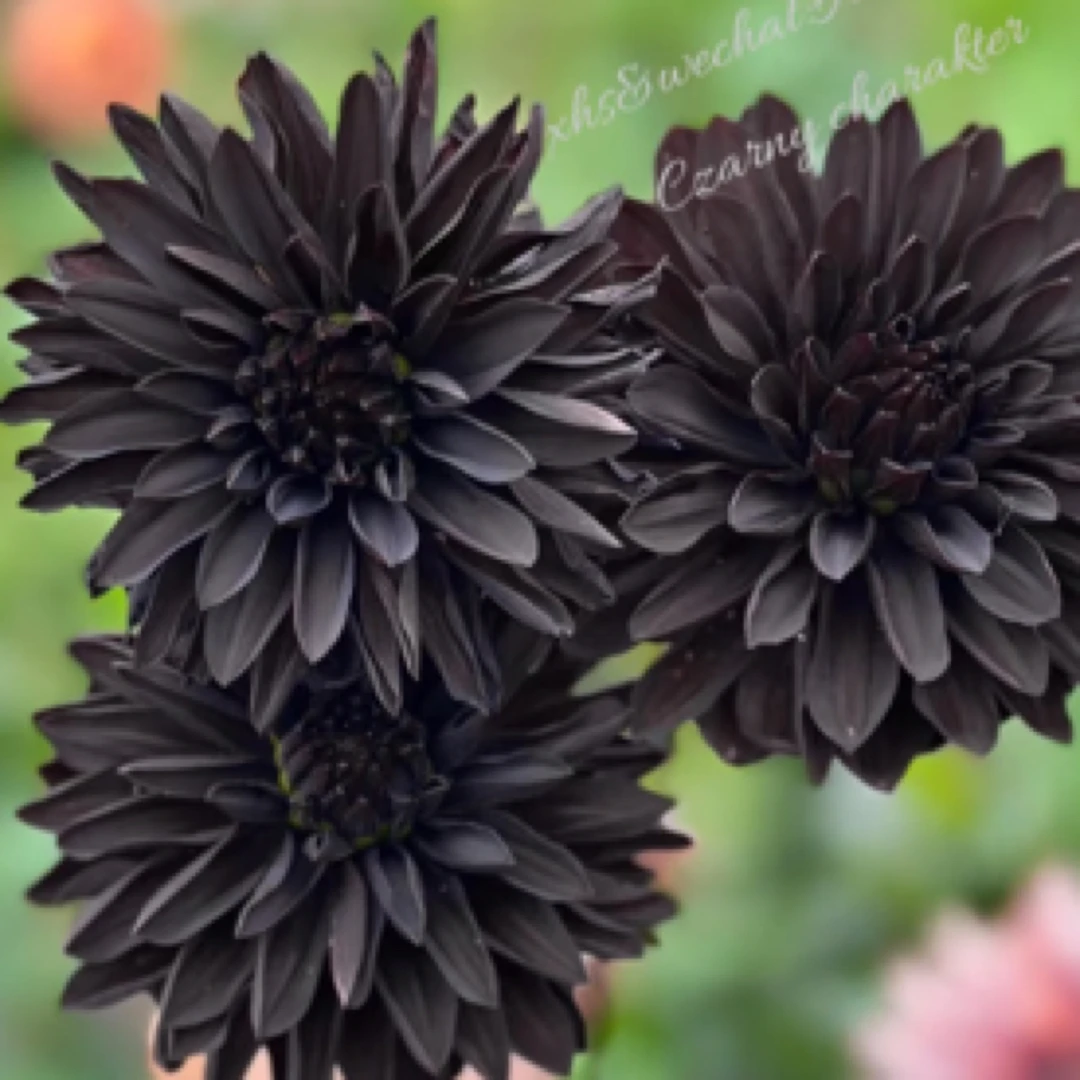 稀少【恶棍】大丽花纯黑色系重瓣大花型进口整坨球