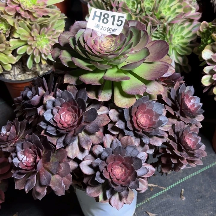 瑞妈一物一拍815