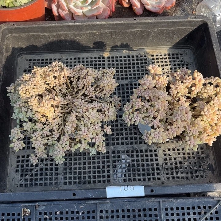 完全开放姬秋丽108