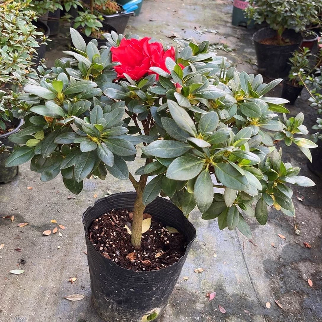 重瓣大花花大富贵