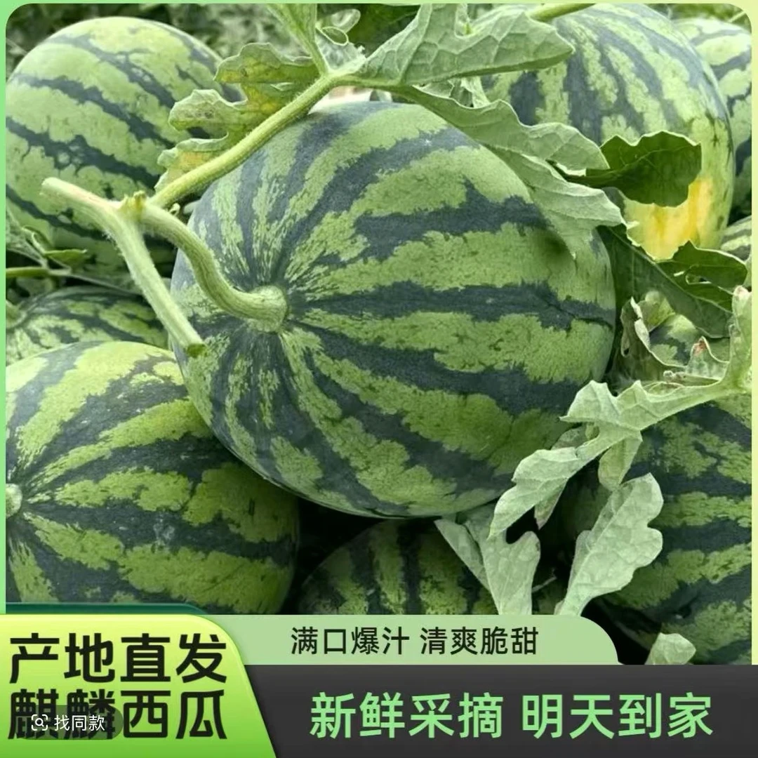 头茬麒麟8424西瓜当季现采摘4～11斤新鲜上海市