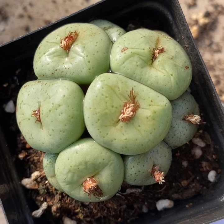 2723吕氏大饼一群