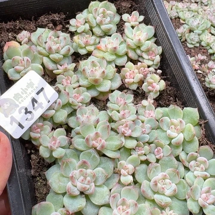 大***妮多肉植物多肉植物