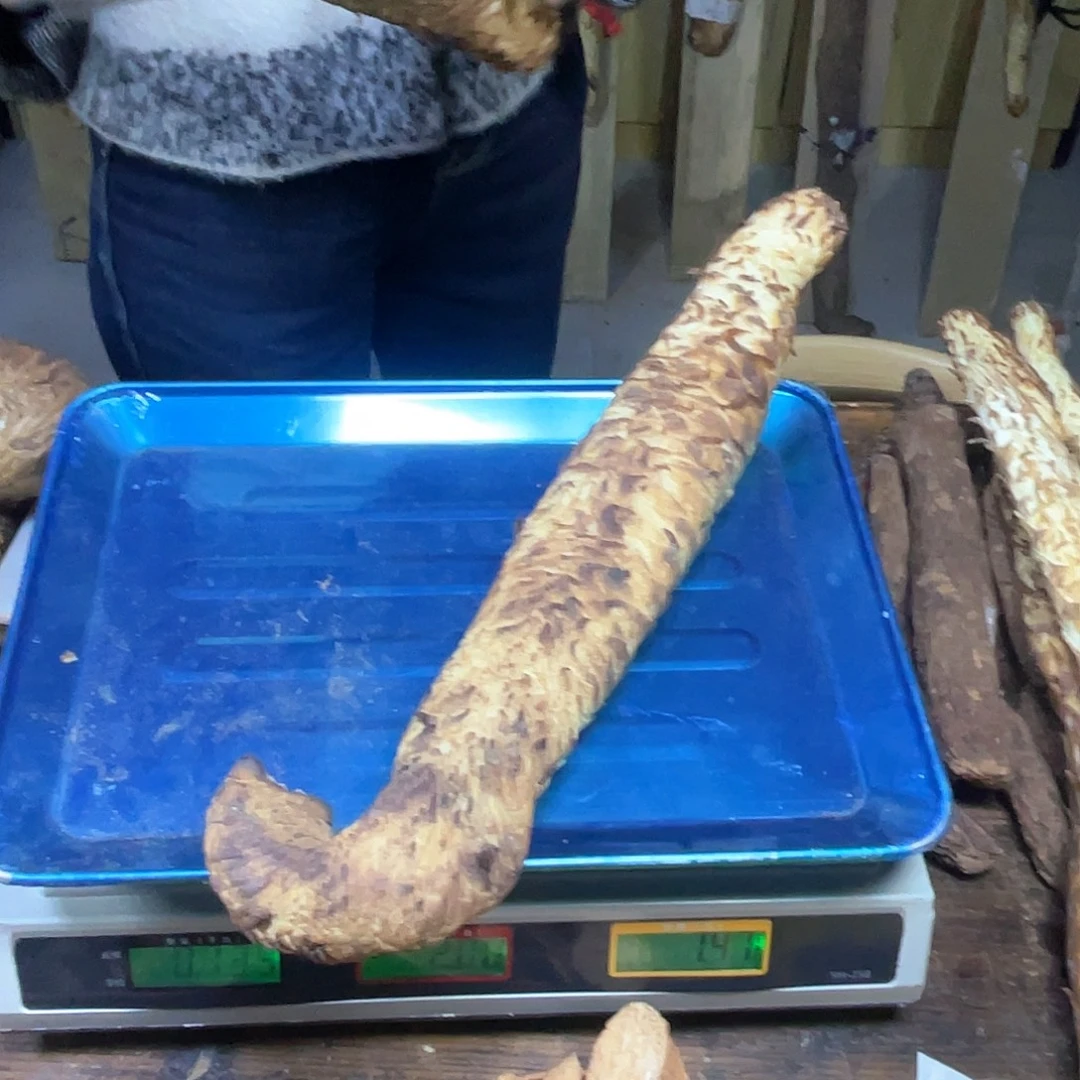 中国大陆阿拉善沙漠的特产