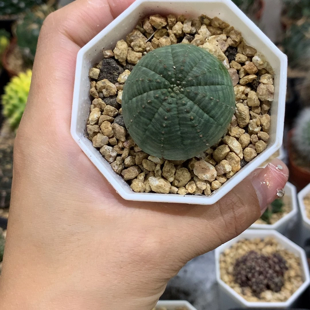 当前无花栽培后可以开花布纹球自根