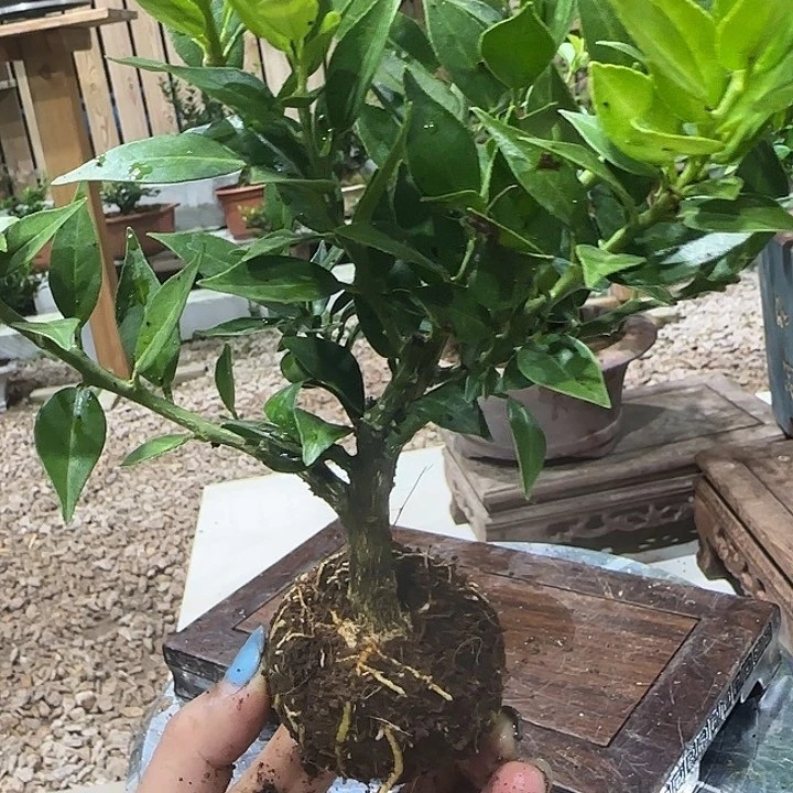 活***下直播间八房柑一物一拍