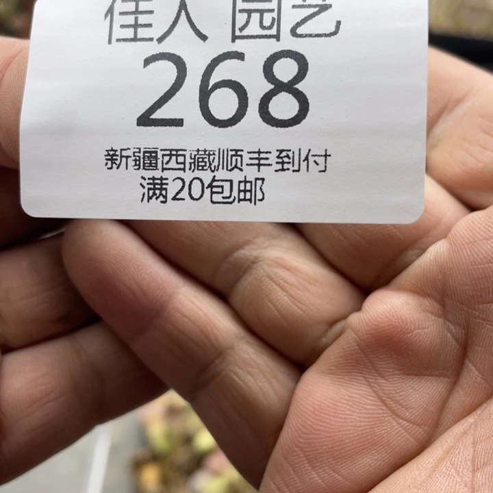 妧*阮哦蓝色蓝色蓝色接力268