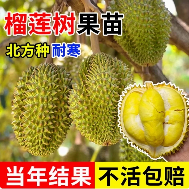 金枕榴莲果苗南北方种植矮化耐寒庭院地栽盆栽送肥料