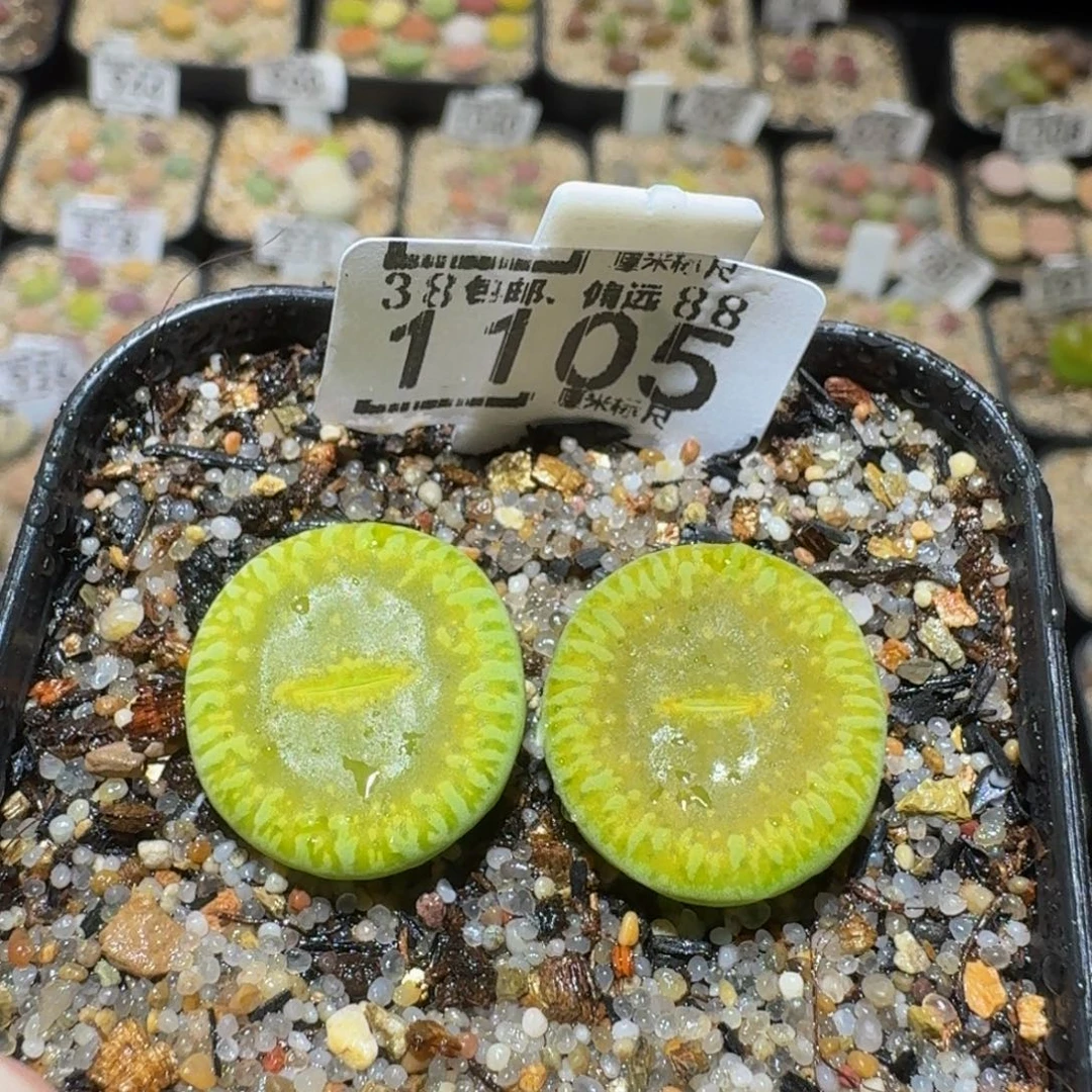 新***选Ssss精品生石花1105