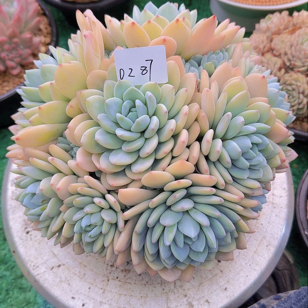 玫**生0287冷香多肉植物