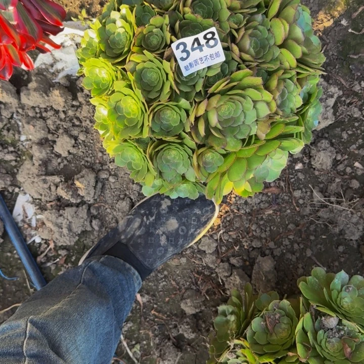 万圣节花29-34包邮花花