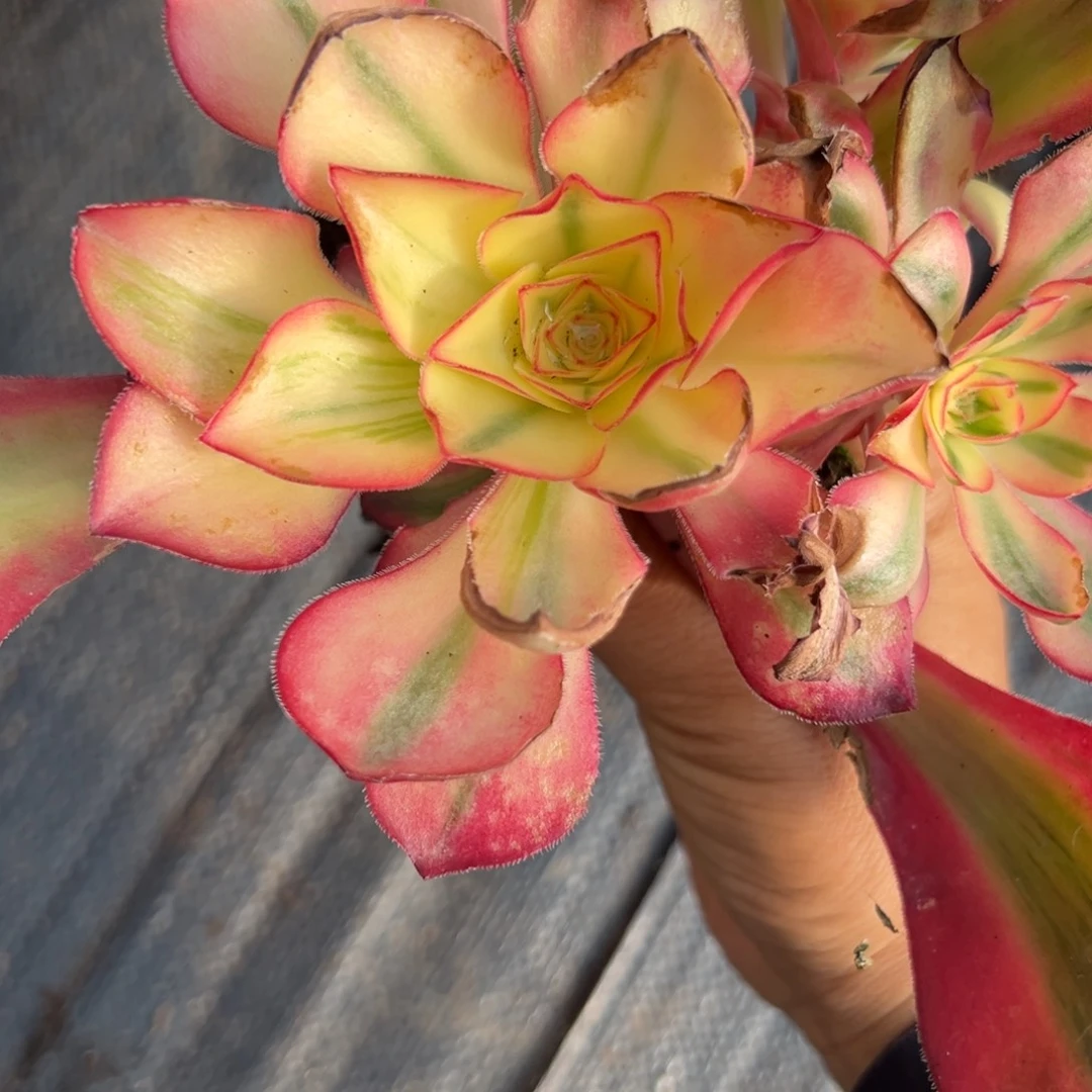 516爱丽丝多肉多肉多肉