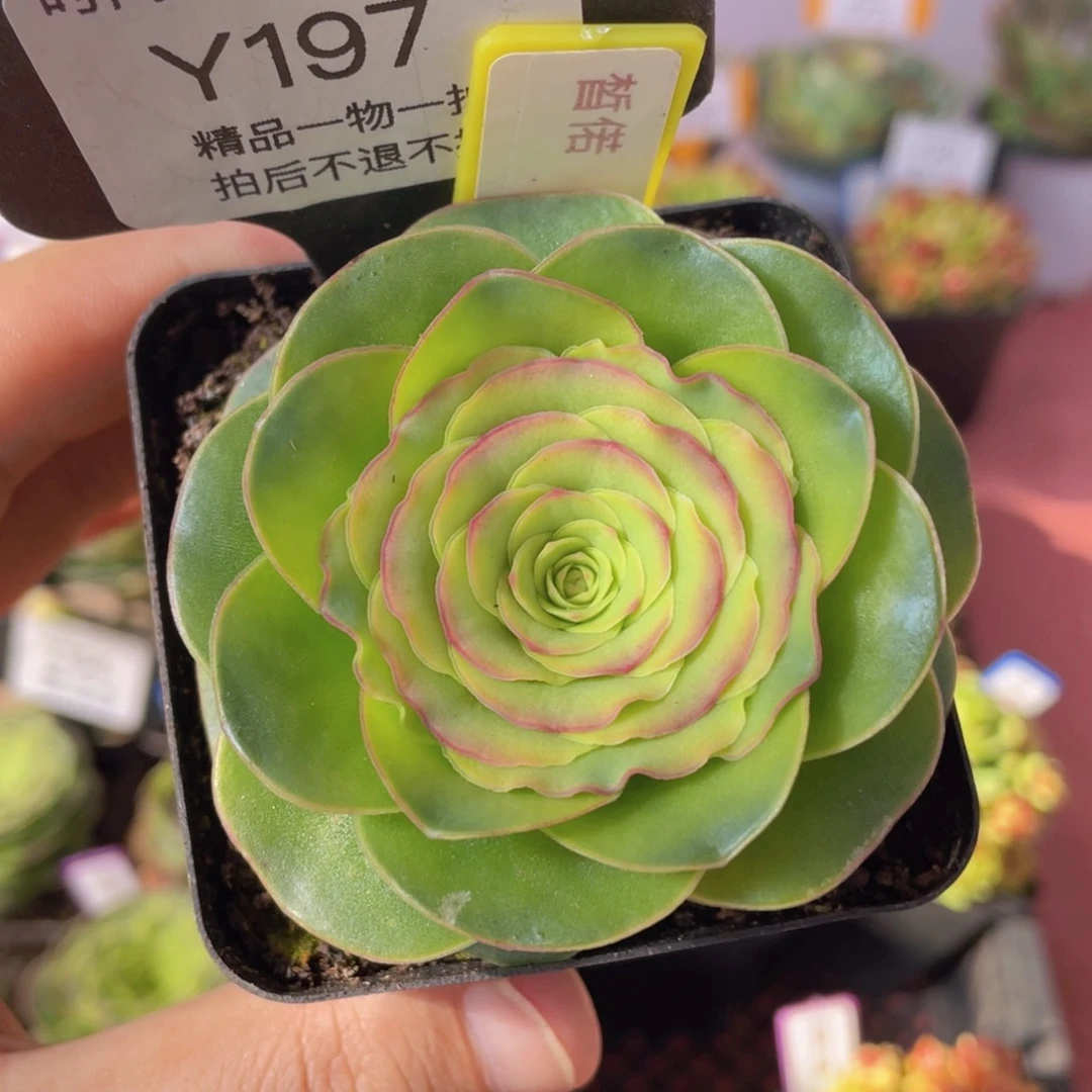 皙偌197一物一拍