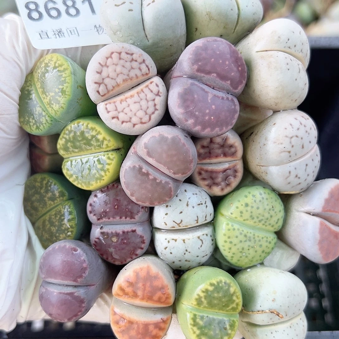 夏***天8681 好养易活生石花大母本20个