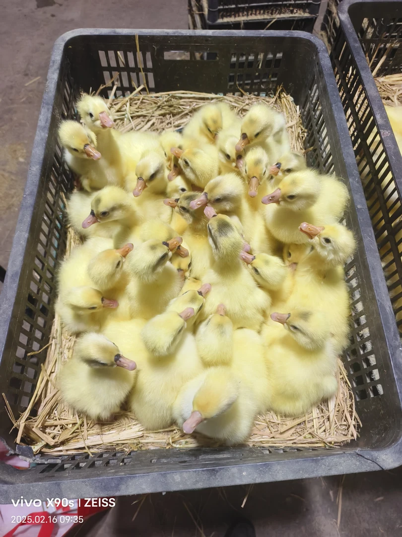 皖浦鹅苗快递箱塑料材质